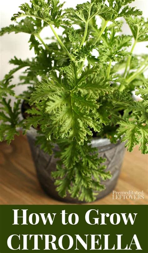 How to Grow and Care for Citronella Plants .
